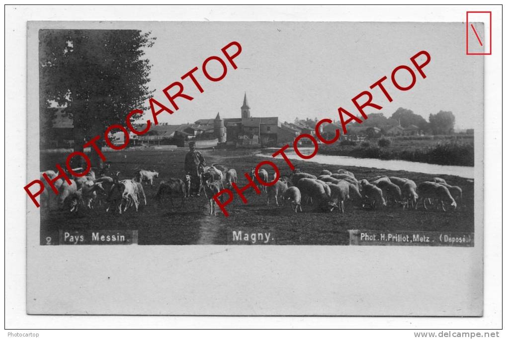 MAGNY-Pays Messin-BERGER-Moutons-Carte Photo-Type-Metier-Agriculture- - Altri & Non Classificati
