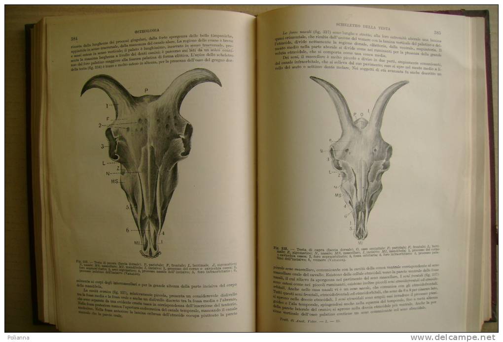 PFA/4 Zimmerl TRATTATO DI ANATOMIA VETERINARIA Vol.I Vallardi 1929/MEDICINA/ANIMALI - Geneeskunde, Biologie, Chemie
