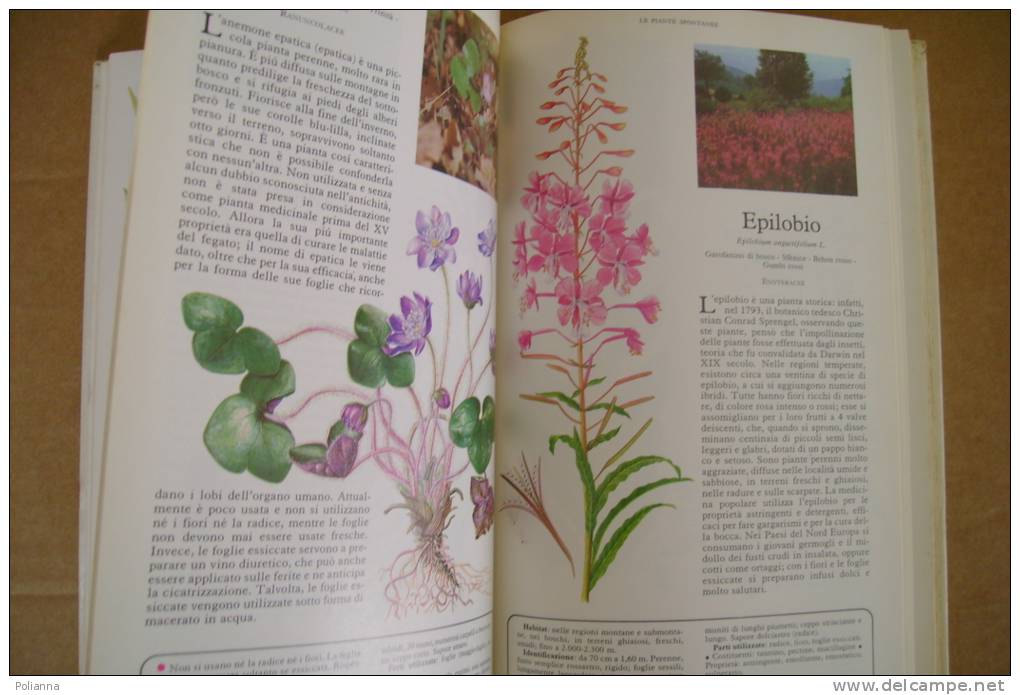 PFA/9 SEGRETI E VIRTU' DELLE PIANTE MEDICINALI Selezione Reader's 1980/ERBORISTERIA - Gardening