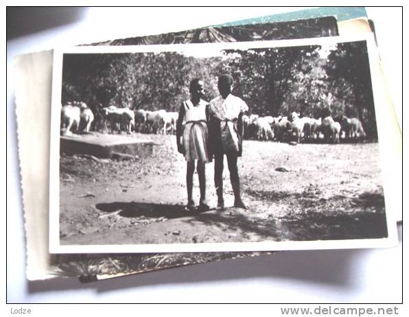 Africa Zimbabwe Rhodesia African Girls With Sheep - Zimbabwe