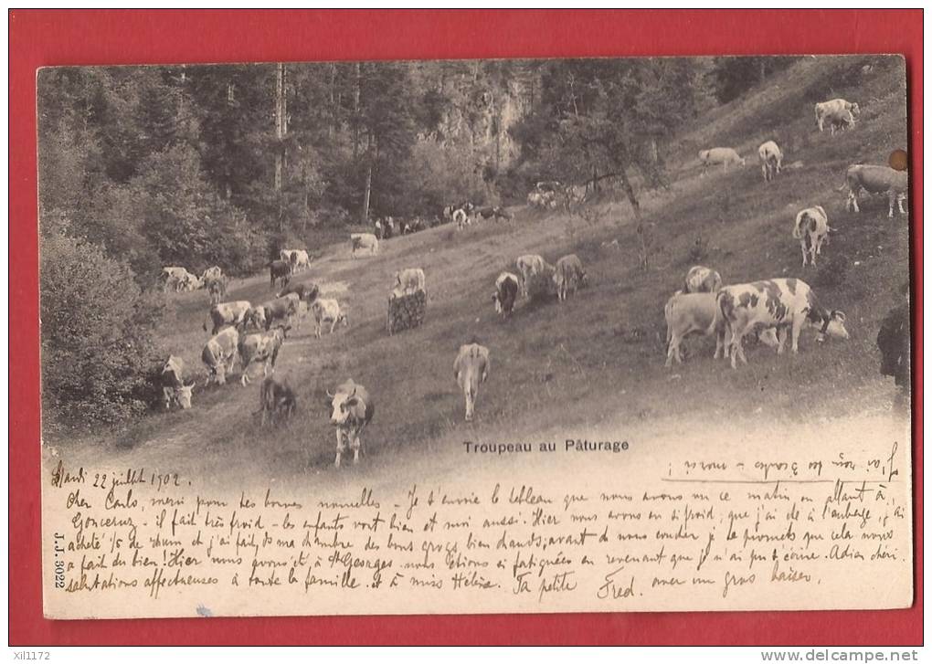 C0287 Troupeau Vaches Au Pâturage. Précurseur. Cachet Marchissy 1902. JJ 3022 - Marchissy