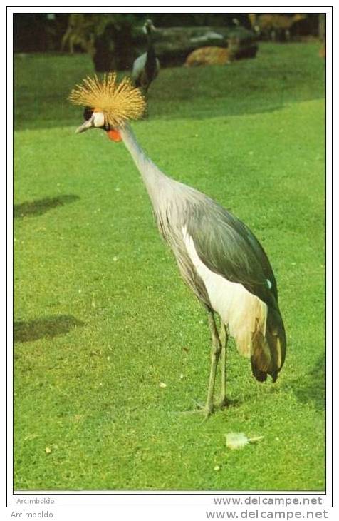 Zoo D´Anvers : Grue Couronnée - Crowned Crane - Vögel