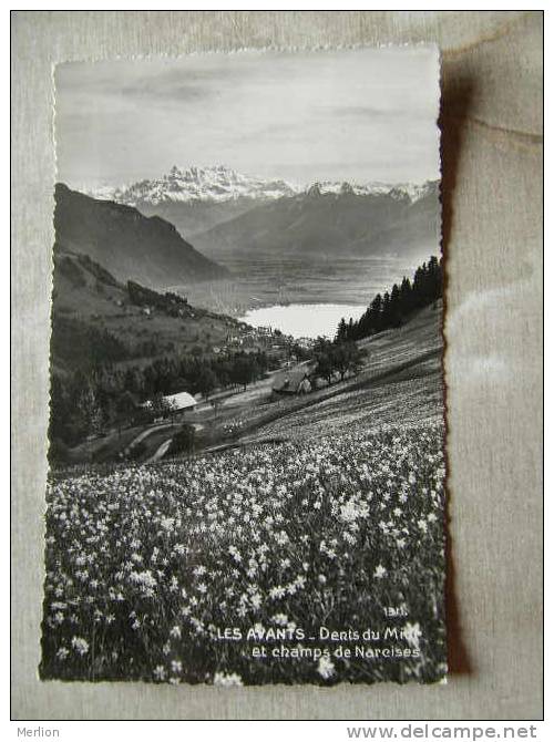 CH -   Les Avants - Dents Du Midi Et Champs De Narcises   - D87533 - Cham