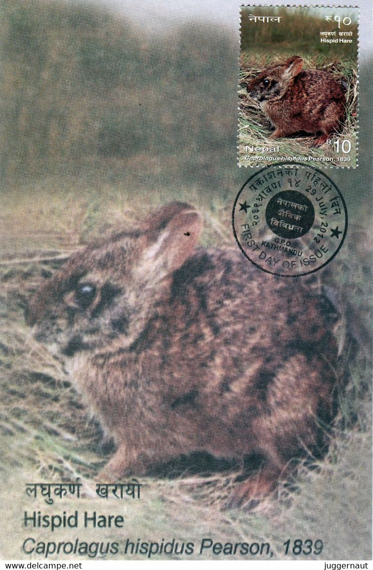 HISPID HARE Maximum Card NEPAL 2012 - Rabbits