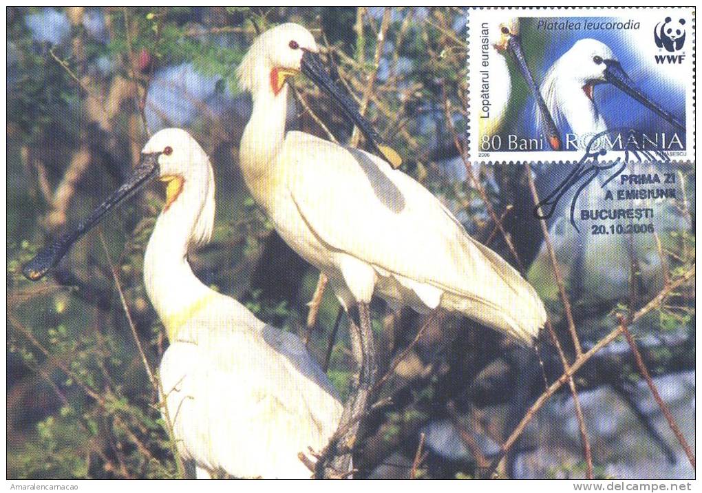 CARTE MAXIMUM - MAXICARD - MAXIMUMKARTE - MAXIMUM CARD - ROUMANIE -  FAUNE - SPTATULE - Platalea Leucorodia - Albatros & Stormvogels