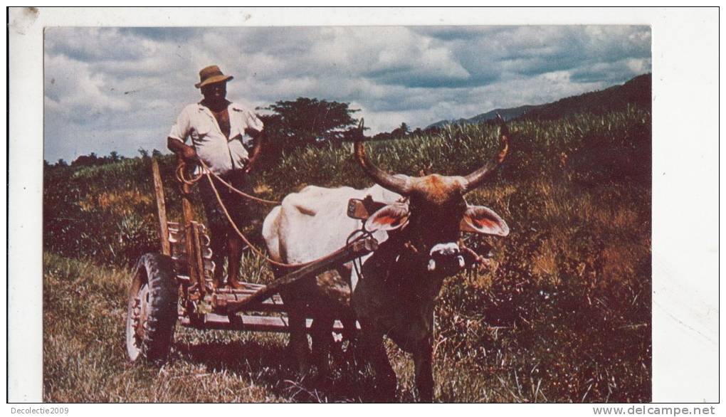 BR40430 Ox Cards Are Still Used For Transport By Peasants On Trinidad Sugar Cane Farmes  Cow Vaches  2  Scans - Trinidad