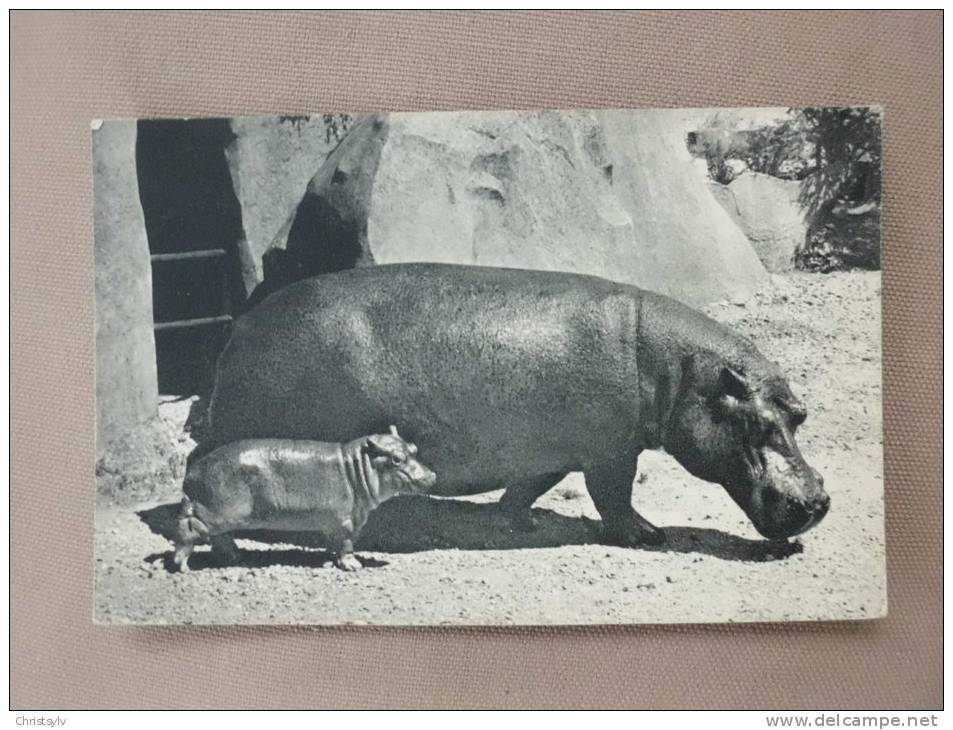 HIPPOPOTAME ET SON PETIT Parc Zoologique Du Bois De Vincennes - Flusspferde
