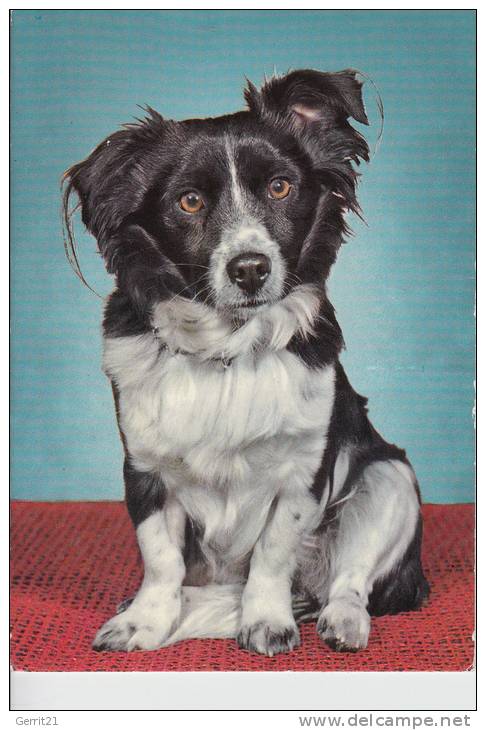 HUNDE / DOGS - Border Collie - Dogs