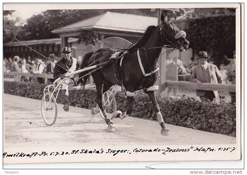 AK PFERDE,EMIL KRAFT -PR.5.07.30. SKALA'S STIEGER: " COLORADO -ZEALORRS  "  1:25.7, FOTOGRAFIE - Pferde