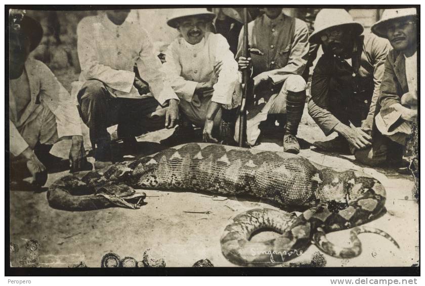 SNAKE Has Swallowed A Large Animal   SINAGAPORE  Constrictor  Real Photo Postcard  Pre-1918 - Singapore