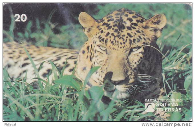 Télécarte - Taxcard : Onça Pintada - Panthera Onca - Oerwoud