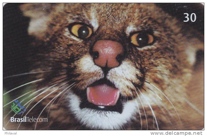 Télécarte - Taxcard : Gato Palheiro - Oncifelis Colocolo - Selva