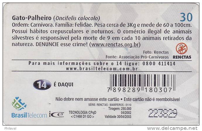 Télécarte - Taxcard : Gato Palheiro - Oncifelis Colocolo - Jungle