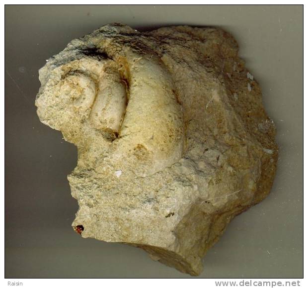 Fossile Moule Interne De Gastéropode Dans Sa Gangue   Ilerdien (France-Languedoc) état Brut 10 X 8,5 Cm - Fósiles
