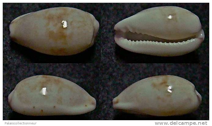 N°4661 // CYPRAEA FIMBRIATA UNIFASCIATA  "POLYNESIE" // F+++ : GROSSE : 14,6mm  . - Seashells & Snail-shells