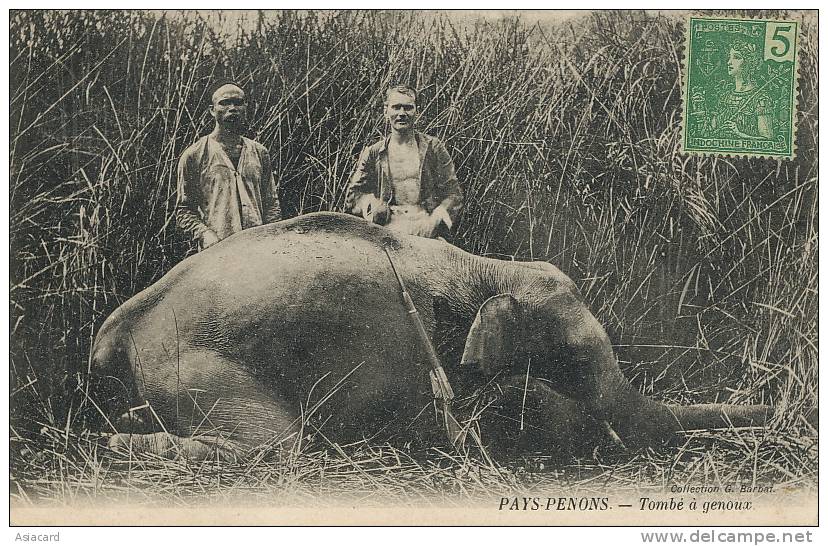 Pays Penons Tombé A Genoux Massacre Elephant Chasse Coll. Barbat - Cambodge