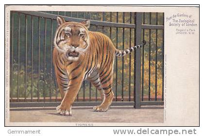 ANIMAL POSTCARD - TIGRESS - Tigers