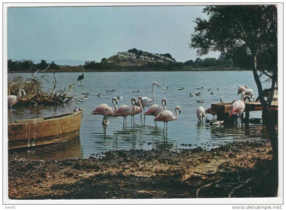 CP RESERVE AFRICAINE DE SIGEAN, FLAMANTS, AUDE 11 - Sigean