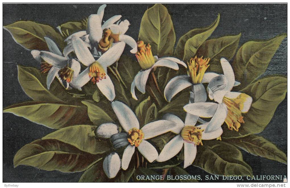 Orange Blossoms, San Diego, California Postmarked San Diego CA Dec 23 1913 - San Diego