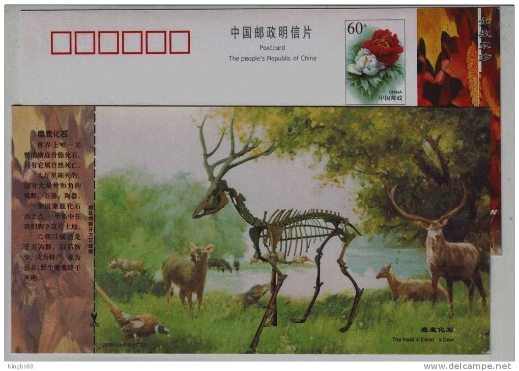 Fossil Of Extinction Pere David´s Deer,golden Pheasant,China 2000 New Taizhou Landscape Advertising Pre-stamped Card - Fossili