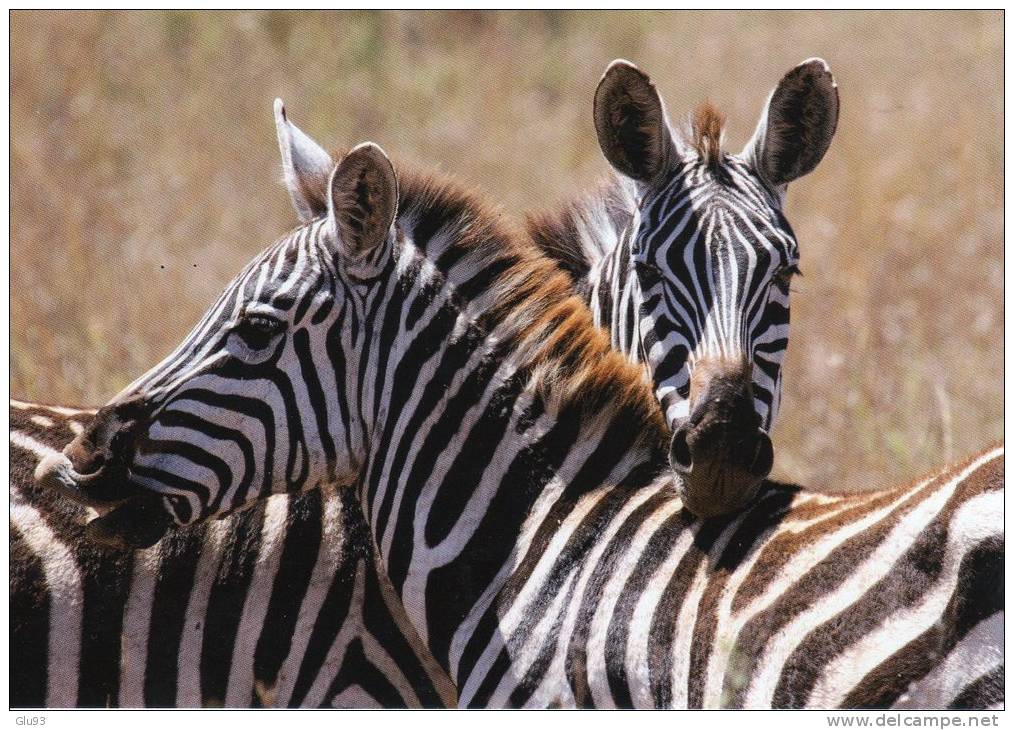 CPM - Zèbres Dans La Savane Africaine - Zebras