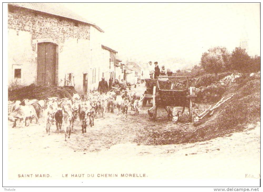 Saint-Mard (Virton)- Le Haut Du Chemin Morelle- Chèvres- Tombereau- Reproduction De L'ADEPS (voir Verso) - Virton