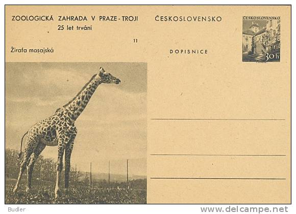 CESKOSLOVENSKO : Not-travelled Postal Stationery : FAUNA,WILD ANIMALS,GIRAFFE, - Jirafas
