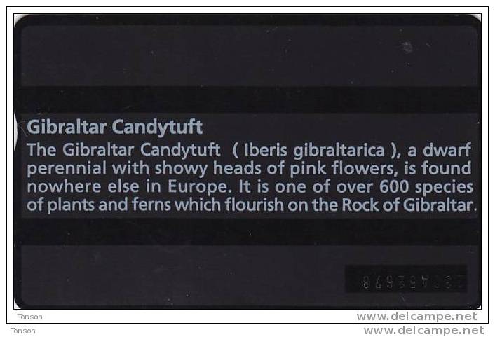 Gibraltar, GIB-22, Gibraltar Candytuft, 200 Units, Flower, 2 Scans. - Gibilterra