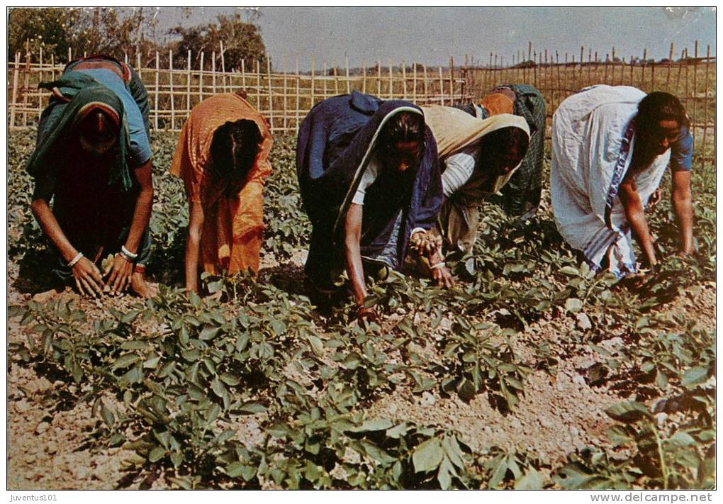 CPSM Bangladesh-Kitchen Gardening   L1163 - Bangladesch