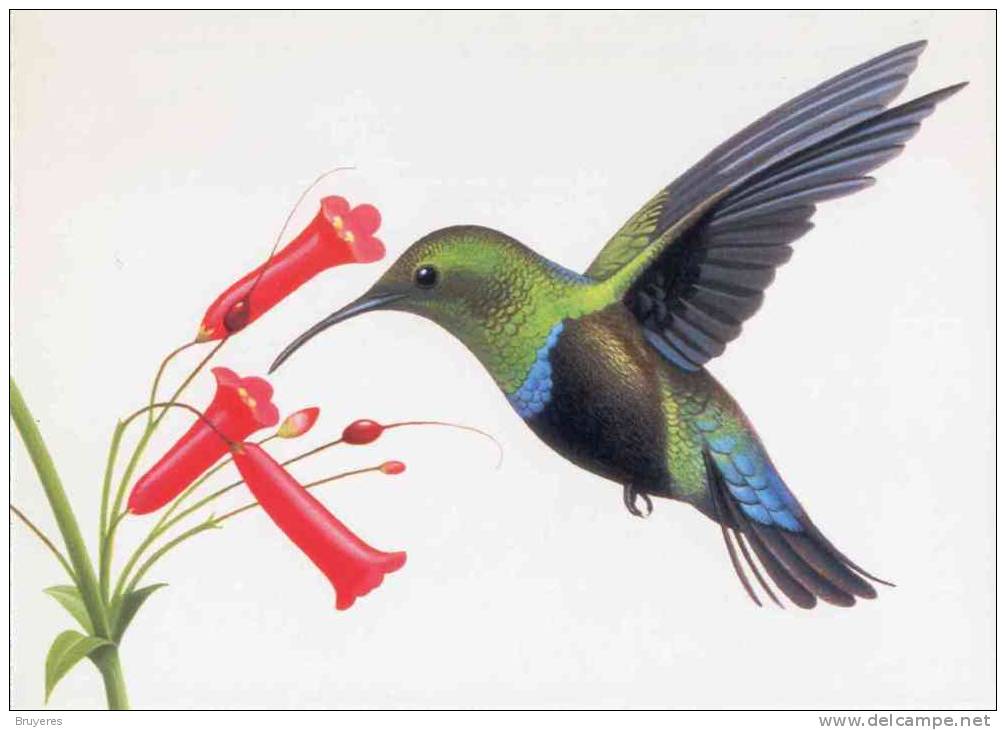 Entier Postal De 1998 Sur Carte Postale Avec  Timbre Et Illust. "Green-throated Carib " - 1981-00