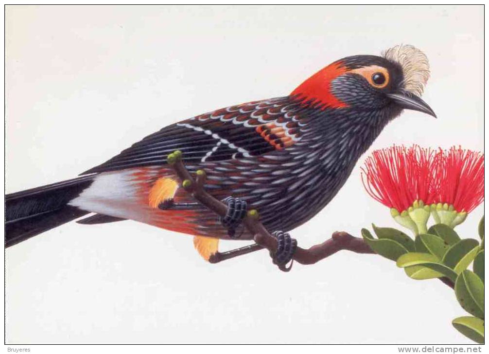 Entier Postal De 1998 Sur Carte Postale Avec  Timbre Et Illust. "Crested Honeycreeper " - 1981-00