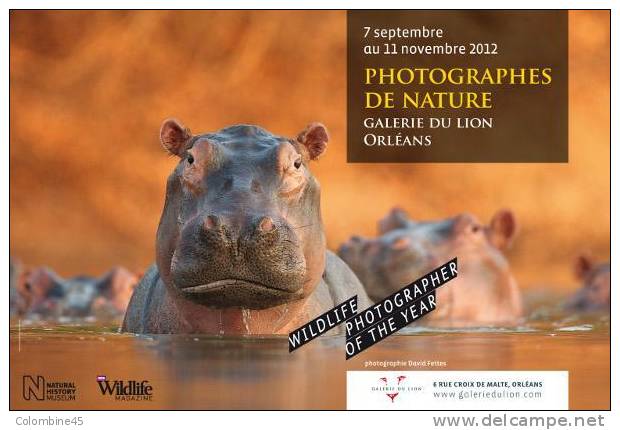 Cpm Hippopotame Hippo - Hippopotamuses