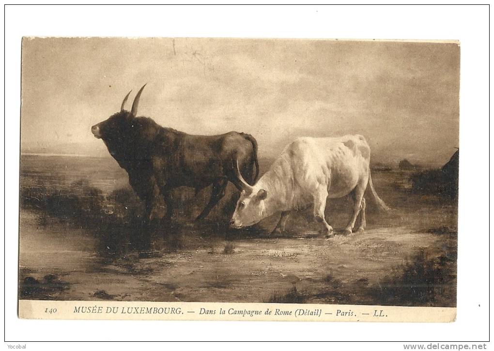 Cp, Animaux, Taureaux, Dans La Campagne De Rome - (Détail), Voyagée 1907 - Bull