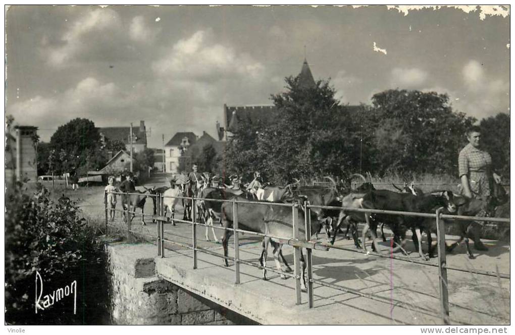 Réf : T-12- 088  :   Noyers Sur Cher Troupeau De Chèvres - Noyers Sur Cher