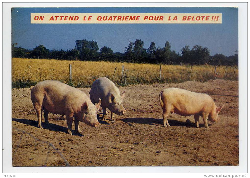 Cochons--"On Attend Le 4 ème Pour La Belote !!!",cpm N° 213PP  Collec As De Coeur - Schweine