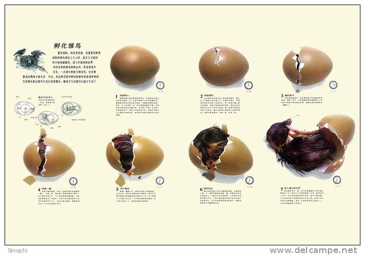 SA03-028  @  Bird Egg Incubation Process( Postal Stationery , Articles Postaux ) - Giraffes