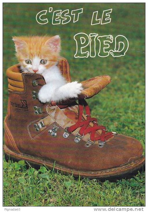 Cp , ANIMAUX , CHAT , C'est Le Pied - Gatti