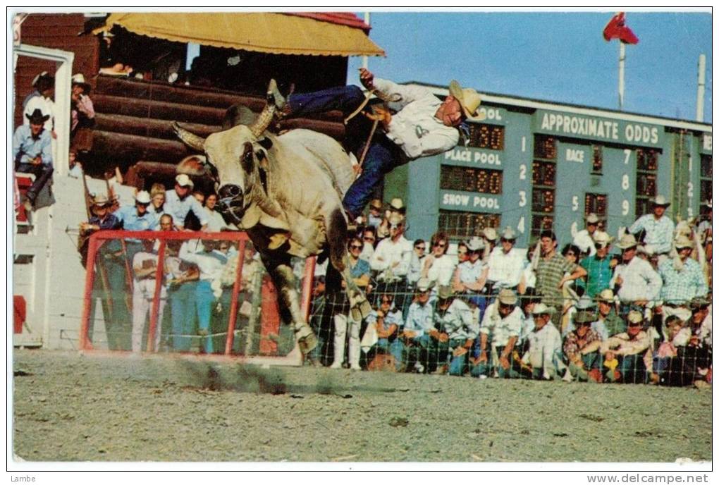 CALGARY Stampede - Brahma Bull Riding 1970-80s - Calgary