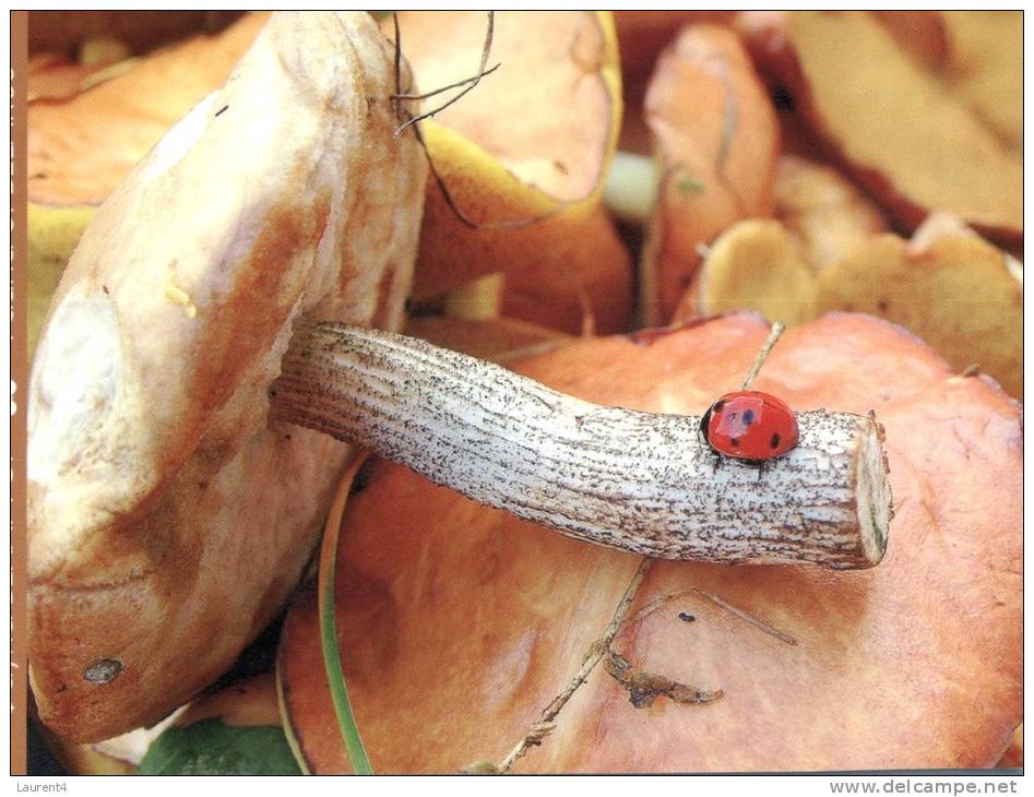 (200) Champignon - Mushrooms - Cepes - Sonstige & Ohne Zuordnung