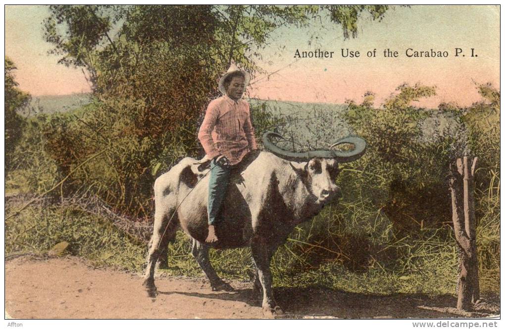 Another Use Of Carabao Philippines 1905 Postcard - Philippines