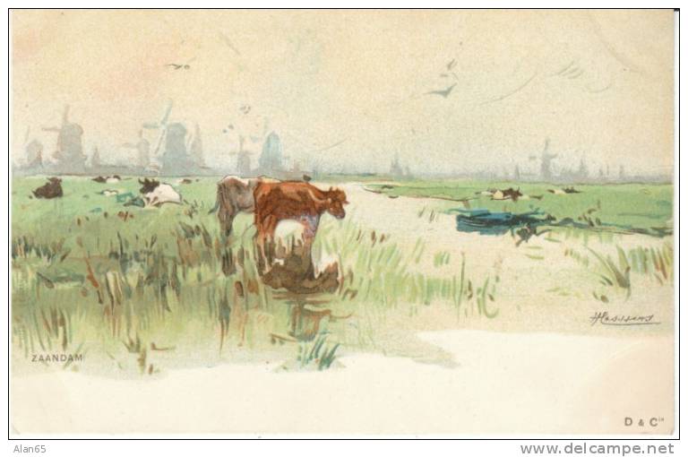 Zaandam Netherlands, 'Hassens'(?) Artist Signed Country View, Cows &amp; Windmills, C1890s Vintage Postcard - Zaandam