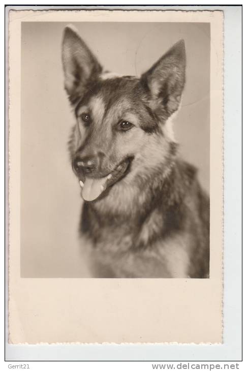 TIERE - HUNDE -Schäferhund - Chien De Berge - Sheperd Dog - Herdershond, 1952 - Chiens