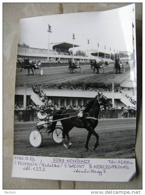 Hungary Hippodrome - Ügetö - Horse Racing   Race  Real Photo 1985 - Not A Postcard   X130.1 - Reitsport