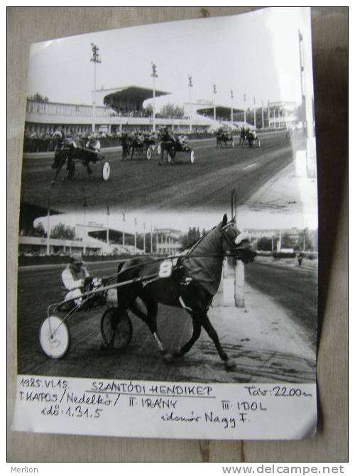 Hungary Hippodrome - Ügetö - Horse Racing   Race  Real Photo 1985 - Not A Postcard   X130.4 - Reitsport