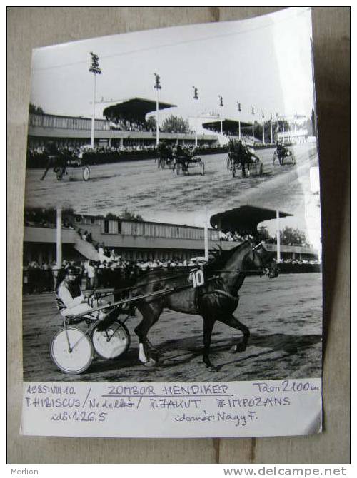 Hungary Hippodrome - Ügetö - Horse Racing   Race  Real Photo 1985 - Not A Postcard   X130.7 - Reitsport