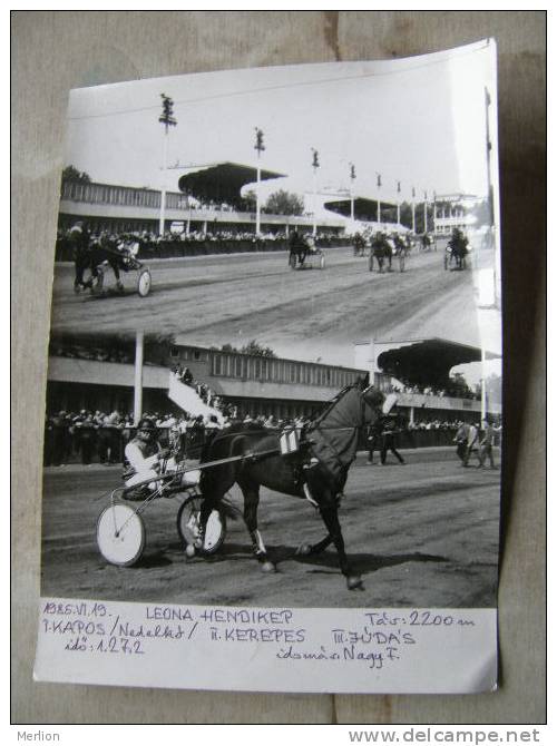 Hungary Hippodrome - Ügetö - Horse Racing   Race  Real Photo 1985 - Not A Postcard   X130.6 - Horse Show