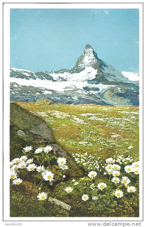 Chrysanthemum Alpinum, Alpen- Wucherblume, Gorner Grat Bei Zermatt: Serie 578 N° 1474 - Autres & Non Classés