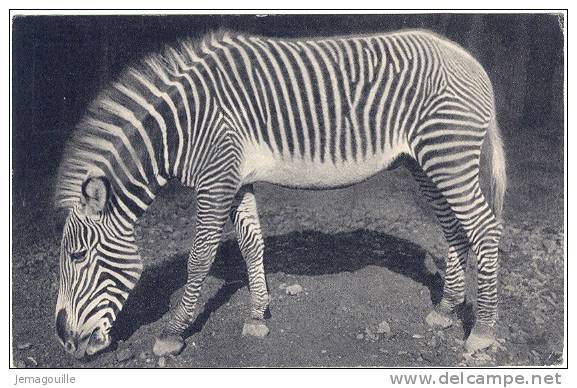 Parc Zoologique Du Bois De Vincennes - Un Zèbre De Grévy - Paris - 277 - R-1 * - Zèbres