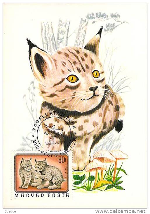 HONGRIE CARTE MAXIMUM NUM.YVERT  2482 FAUNE ANIMAUX  LYNX - Maximumkarten (MC)