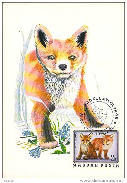 HONGRIE CARTE MAXIMUM NUM.YVERT  2484 FAUNE ANIMAUX  LOUP - Maximumkarten (MC)